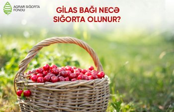 Son 3 ildə Azərbaycana 120 milyon dollar qazandırıb – GİLAS BAĞI NECƏ SIĞORTA OLUNUR?