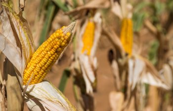 Agbiz xəbər verir ki, Cənubi Afrikanın qarğıdalı ixracı El Nino səbəbiylə 58% azala bilər