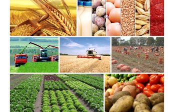 Naxçıvanda kənd təsərrüfatı məhsullarının dəyəri 402,2 milyon manat olub