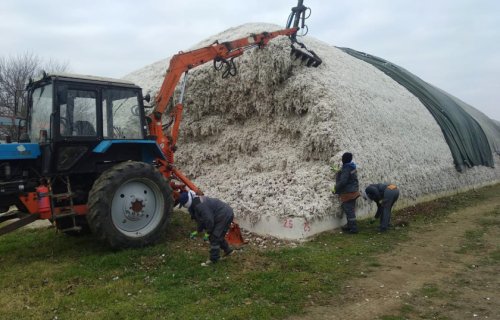 Biləsuvarda rekord pambıq yığımı: 24 min ton məhsul toplanıb