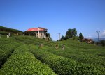 Azərbaycanın çay şirkəti ləğv edilir