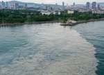 Türkiyədə ekoloqlar Mərmərə dənizinin vəziyyəti ilə bağlı həyəcan təbili çalıblar