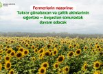 Fermerlərin nəzərinə: Təkrar günəbaxan və çəltik əkinlərinin sığortası – Avqustun sonunadək davam edəcək