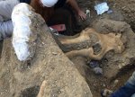 ABŞ-da 13 min 600 il yaşı olan nəhəng mastodonun kəlləsi tapılıb