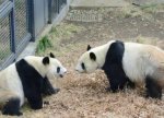 Yaponiya Çinə iki nəhəng panda göndərir