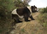Almaniyada qədim pandanın fosilləşmiş qalıqları tapılıb