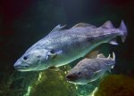 Treskanın kapelinə ən böyük hücumu Atlantikada qeydə alınıb