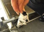 Hamsterlər uçuşu pozdu: heyvanların qaçması səbəbindən təyyarə Azor adalarında ilişib qaldı