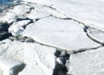 Alimlər Antarktidada plastik tullantılara əsaslanan ekosistem aşkar ediblər