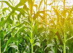 Meksika GMO qarğıdalının əkiləcəyini rədd edir
