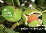 Azərbaycanda qoz bağlarının güzəştli şərtlərlə sığortası başlanır – ŞƏRTLƏR, QİYMƏTLƏR