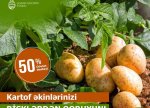 Kartof sahələrinə dəyən zərərə görə 11 milyon manat ödəniş edilib