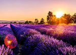 Lavanda sahələrinin gözəlliyi və Qəbələnin cazibəsi bir turda