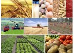 Azərbaycanın aqrar məhsullar ixracı 14% artıb