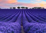 Qəbələdə lavanda tarlaları və Nohurgöl gəzintisi ilə dolu bir günlük yay turu