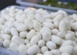 Kümçülər 1455 kiloqram barama təhvil verdi