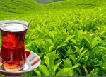 Azərbaycanda çay istehsalı azalıb