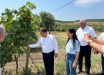 Şamaxıda quraqlığa davamlı Moldova üzüm sortları əkilib