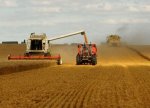 FAO: 2025/26 Mövsümündə Dünya Taxıl İstehsalı Rekord Səviyyəyə Çatacaq