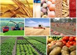 Aİİ-də kənd təsərrüfatı məhsullarının qiymətləri 2025-ci ilin ilk 7 ayında 10,3% bahalaşıb