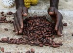 Afrikada bol məhsul gözləntiləri səbəbindən kakao paxlasının qiyməti düşüb.