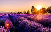 Lavanda sahələrinin gözəlliyi və Qəbələnin cazibəsi bir turda