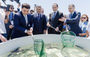 Xəzər dənizinə 100 000 nərə və 20 000 Xəzər qızılbalığı buraxılıb