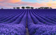 Qəbələdə lavanda tarlaları və Nohurgöl gəzintisi ilə dolu bir günlük yay turu