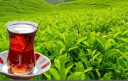 Azərbaycanda çay istehsalı azalıb