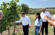 Şamaxıda quraqlığa davamlı Moldova üzüm sortları əkilib