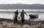 Mingəçevir su anbarı və Kür çayında qanunsuz balıq ovu faktları aşkarlanıb