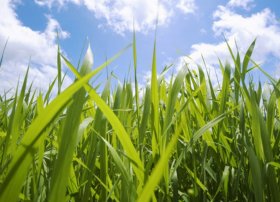 Şəkidə 26 min hektardan çox taxıl sahəsinə yemləmə gübrəsi verilib