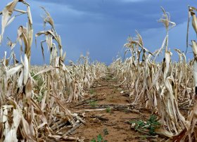 Cənubi Afrika El Nino təsirinin öhdəsindən gəlmək üçün 5,5 milyard dollar axtarır