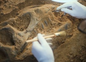 227 milyon il yaşı olan ən qədim dinozauromorflardan biri müəyyən edilib