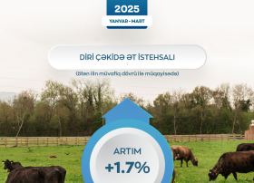 Azərbaycanda diri çəkidə ət istehsalı artıb