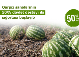 Fermerlərin nəzərinə: Azərbaycanda qarpız sahələrinin sığortalanması mösümü başlayıb – ŞƏRTLƏR, MƏBLƏĞLƏR