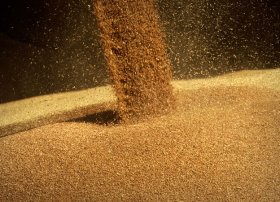Mayın 21-dən buğda ixracı rüsumu 11,7% azalacaq
