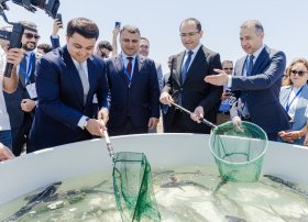 Xəzər dənizinə 100 000 nərə və 20 000 Xəzər qızılbalığı buraxılıb