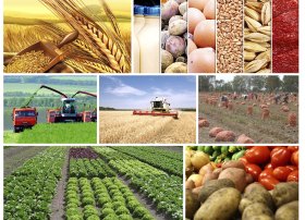 Naxçıvanda kənd təsərrüfatı istehsalı 1,7 % artıb