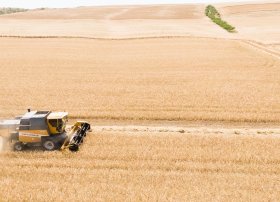 Azərbaycanda payızlıq əkin sahələrinin 35,6%-ində biçin başa çatıb