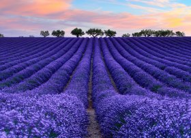 Qəbələdə lavanda tarlaları və Nohurgöl gəzintisi ilə dolu bir günlük yay turu