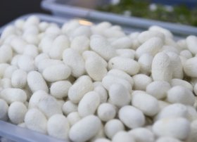 Kümçülər 1455 kiloqram barama təhvil verdi