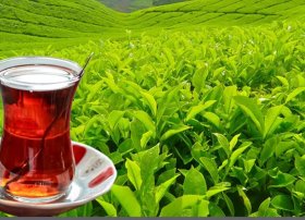 Azərbaycanda çay istehsalı azalıb