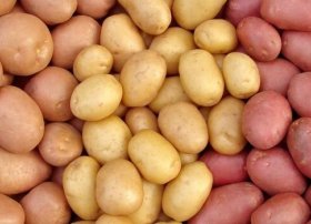 Azərbaycanın kartof ixracı 34% artıb