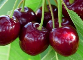 Gilas bağlarının sahiblərinə 140 min manata yaxın sığorta ödənişi edilib