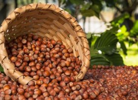 Azərbaycandan meşə fındığı ixracı 49% artıb