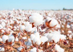 Azərbaycandan pambıq mahlıcı ixracı 15,6% azalıb