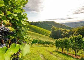 Tovuza 3 günlük istirahət turu - TƏHLİL