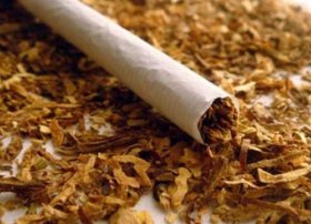 Azərbaycanda tütün istehsalı artdı – 7 ayda 564,2 milyon manatlıq məhsul