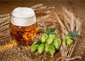 Yaponiyanın Kirin şirkəti istiliyə davamlı şerbetçiotu texnologiyası hazırlayır